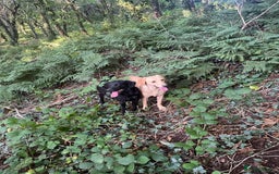 Labrador Retriever dogs for sale: Yellow Labrador  - Image 1
