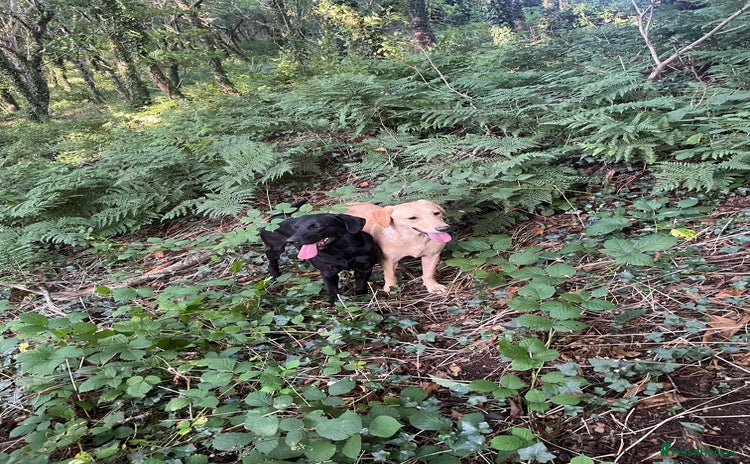 Labrador Retriever dogs - Advert 1