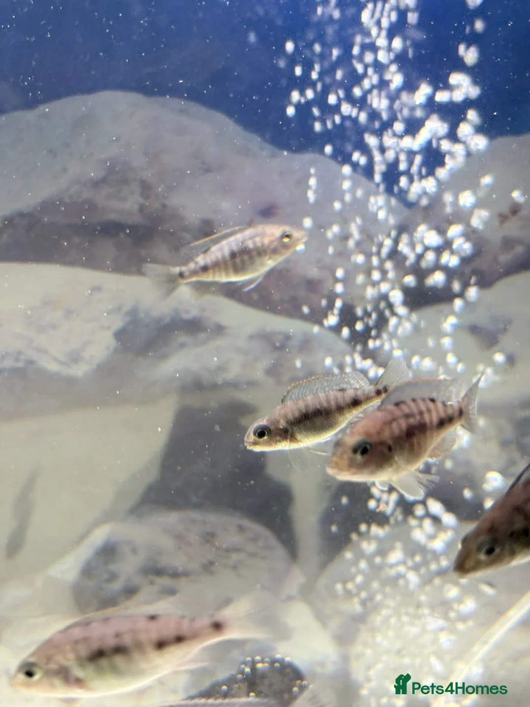 Cichlids fish for sale: Red sided and sulfur head cichlids  - Advert 7