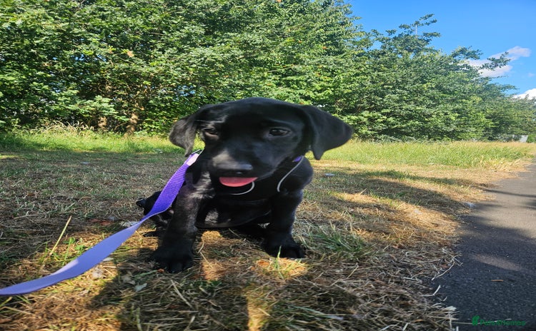 Labrador Retriever dogs - Advert 2