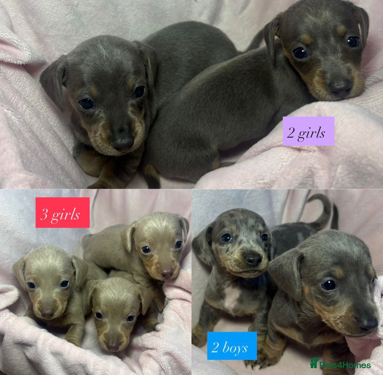 Dachshund dogs Dachshund Puppies for sale  - Advert 2