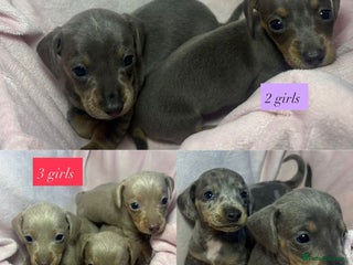 Dachshund dogs Dachshund Puppies for sale - Advert 2