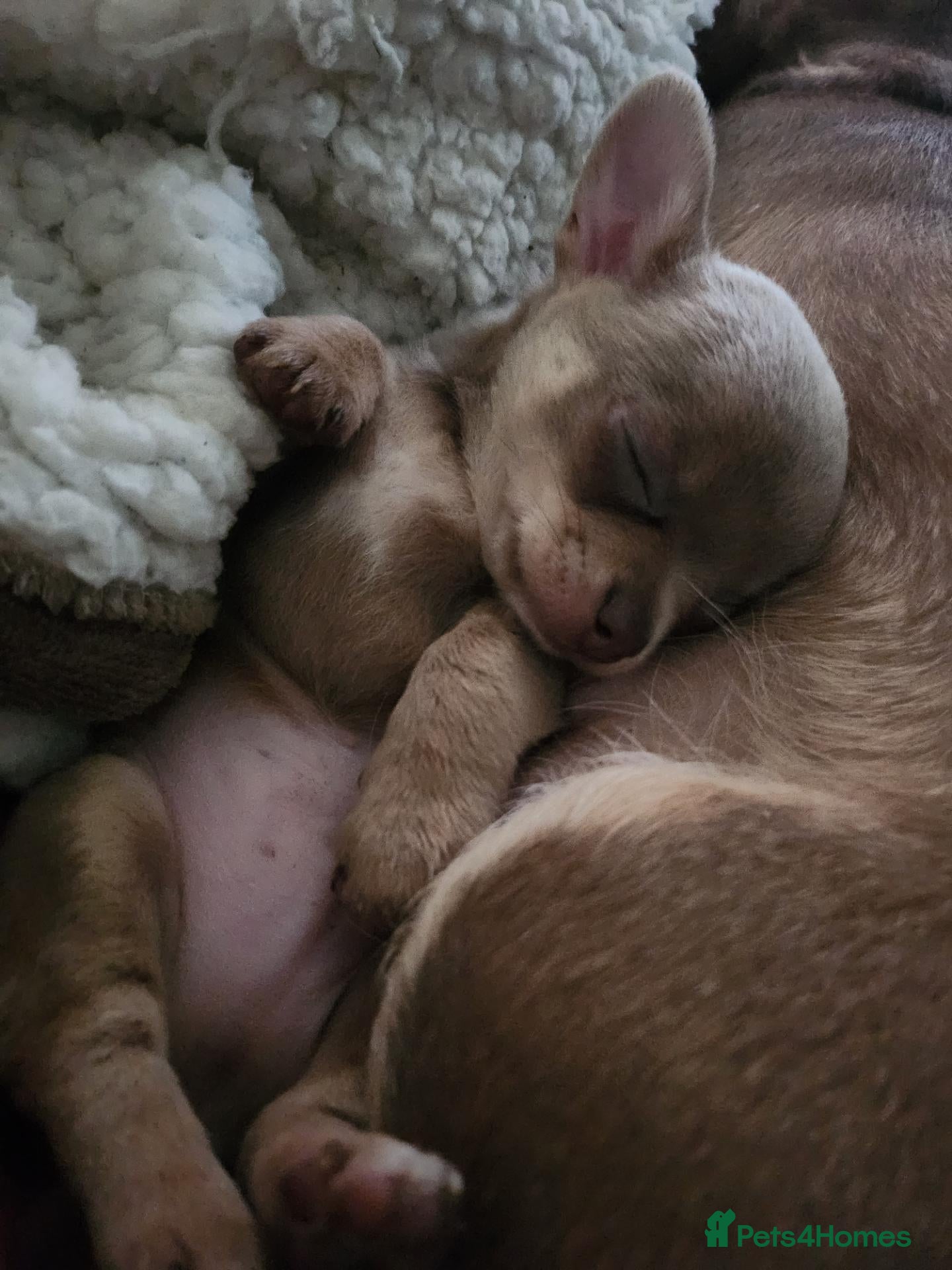 Chihuahua dogs for sale: 2 stunning lilac chihuahuas  - Advert 5