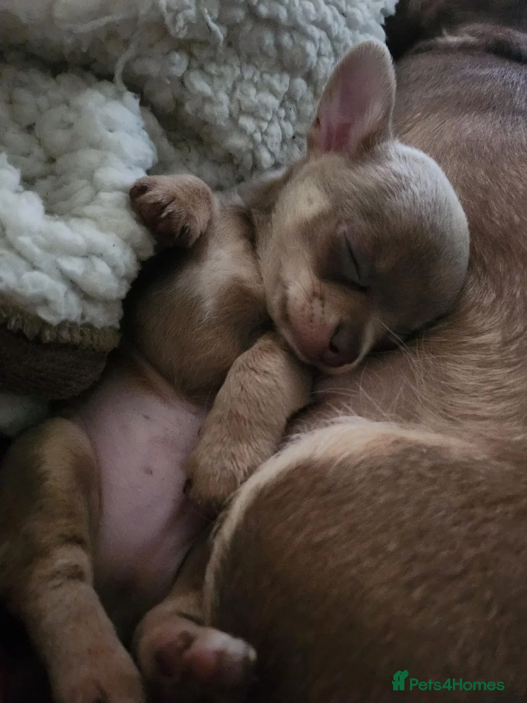 Chihuahua dogs for sale: 2 stunning lilac chihuahuas  - Advert 1