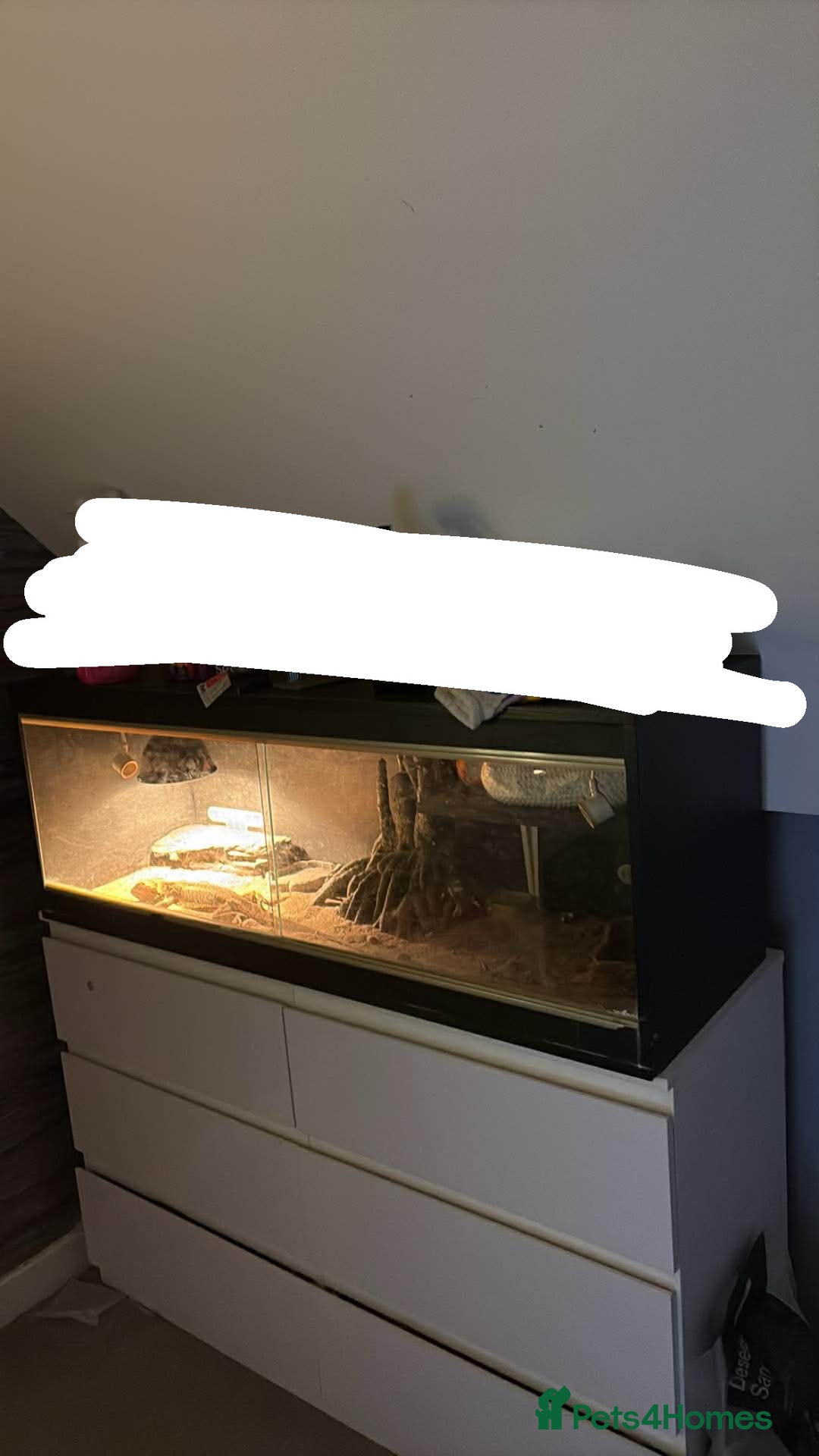 Bearded Dragon reptiles for sale: Bearded Dragon For Sale  - Advert 4