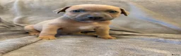 Mixed Breed dogs for sale: Staffy X puppies  - Advert 10