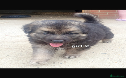 German Shepherd dogs for sale: Wow.Beautiful Homebred German Shepherd Puppies - Image 1