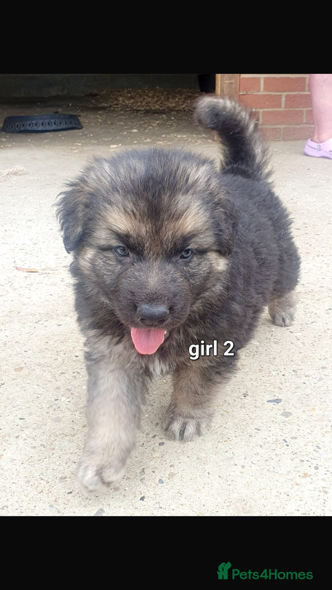 German Shepherd dogs for sale: Wow.Beautiful Homebred German Shepherd Puppies - Image 1