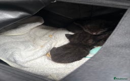 Bombay cats for sale: Bombay kittens for sale  2 male 4 females  - Image 1