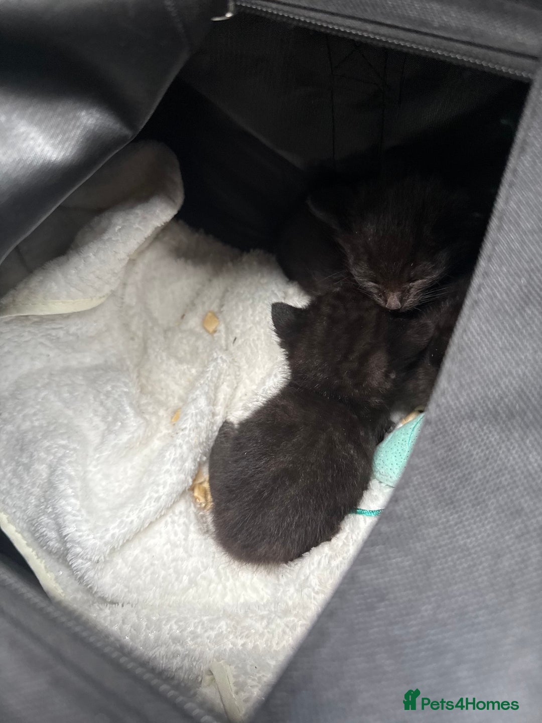 Bombay cats for sale: Bombay kittens for sale  2 male 4 females  - Image 1