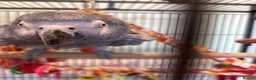 Parrots birds for sale: Cookie in Ipswich - Advert 2