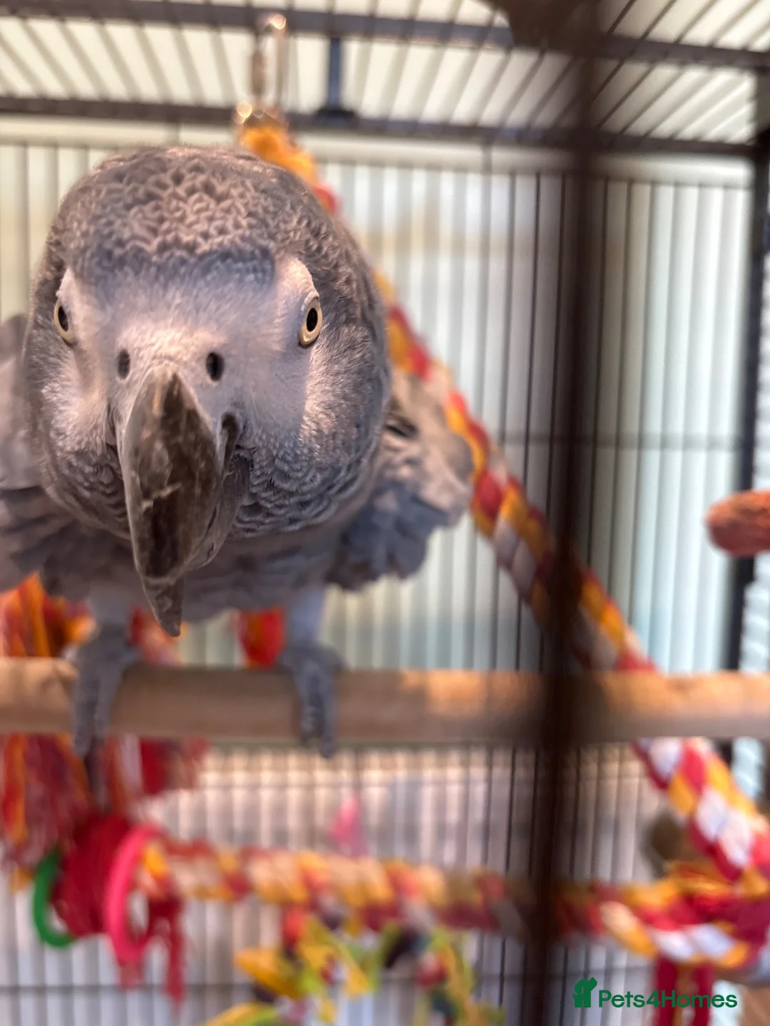 Parrots birds for sale: Cookie in Ipswich - Advert 2