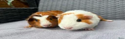 Guinea Pig rodents for sale: Sows and Trio of Boars  - Advert 17