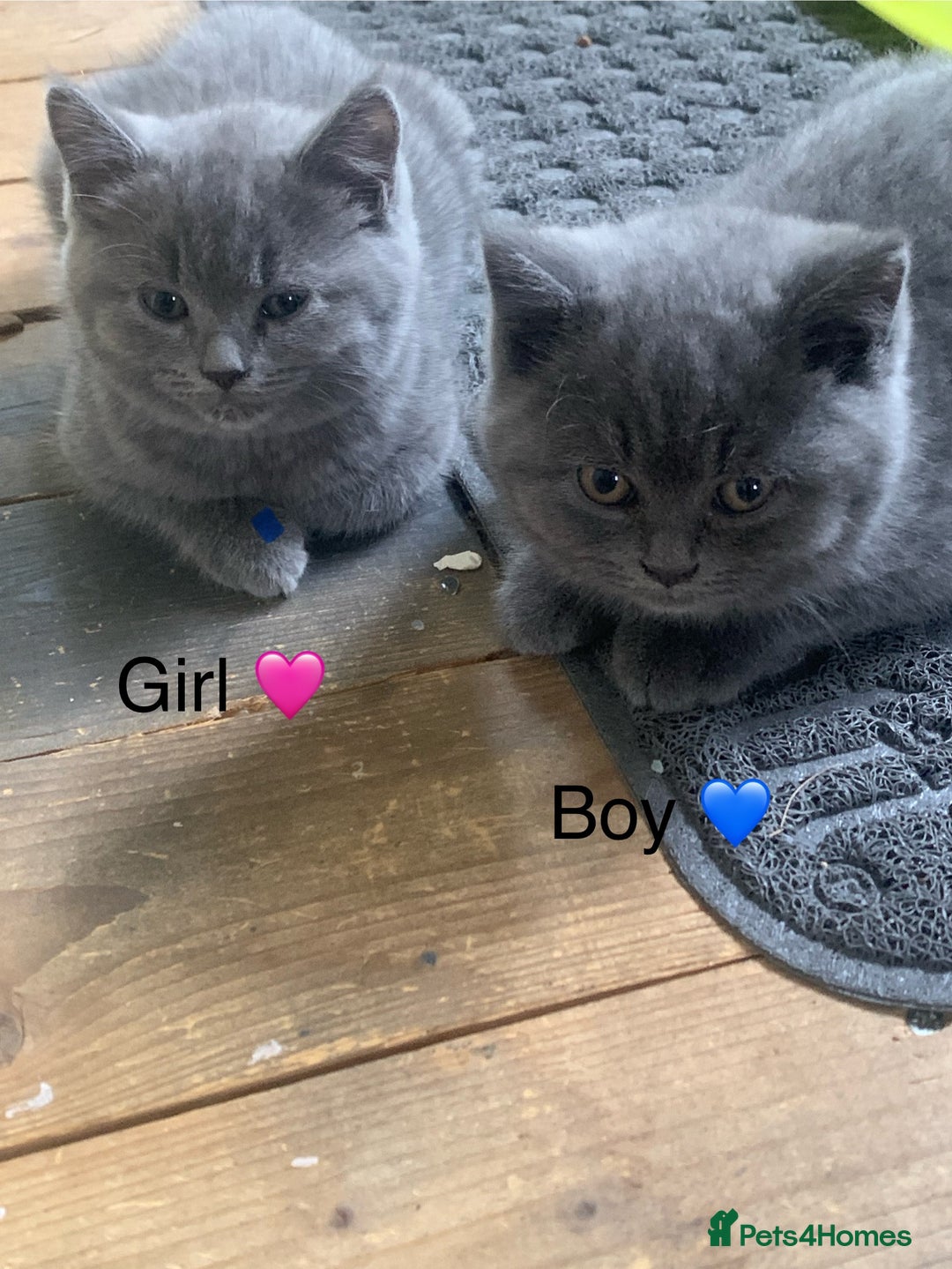 British Shorthair cats for sale: British Blue Kittens - Image 15