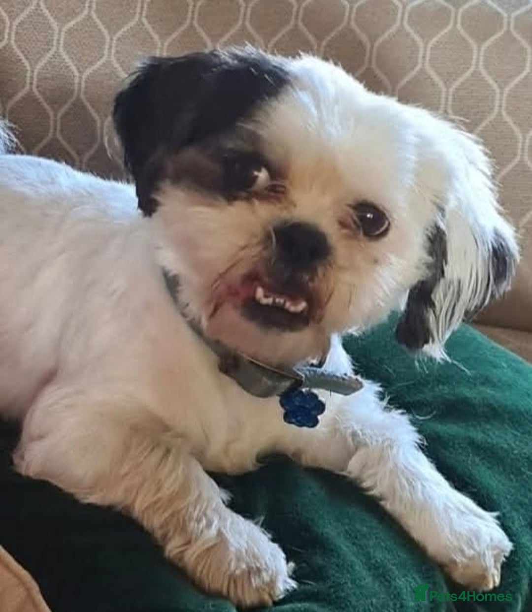 Shih Tzu dogs for sale: 7 year old Shih Tzu Male - Image 2