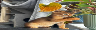 Abyssinian Kitten 4