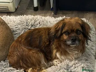 Mixed Breed dogs Pica - Advert 1