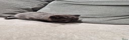 British Shorthair cats for sale: British Shorthair Kittens - Advert 12