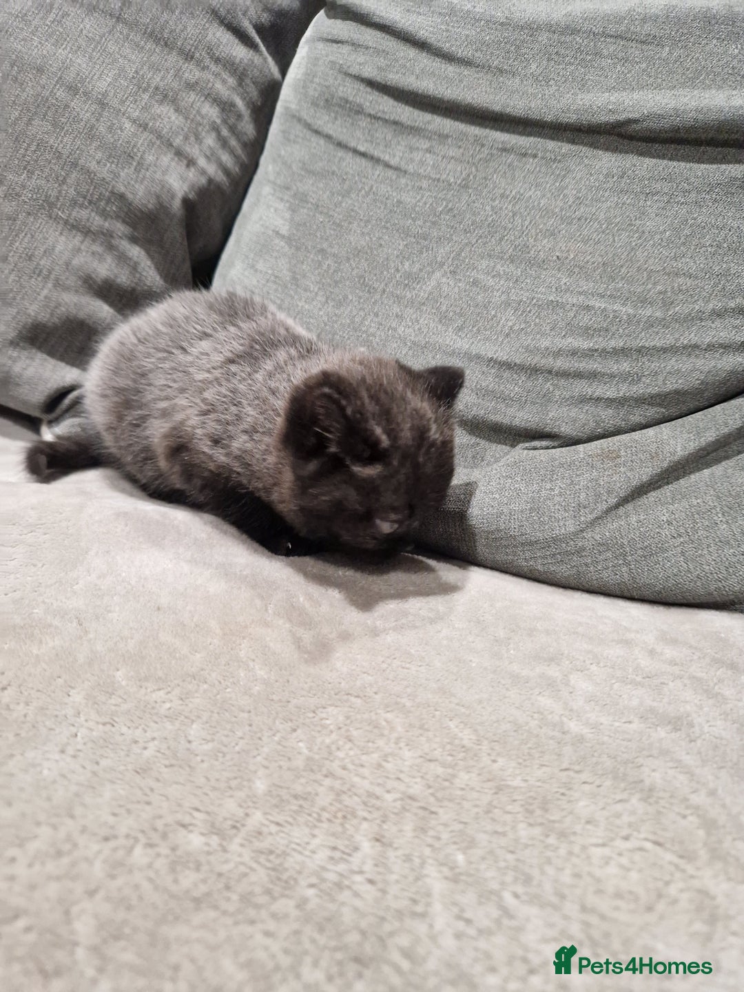 British Shorthair cats for sale: British Shorthair Kittens - Advert 12