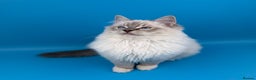 Ragdoll cats for sale: 💙 STUNNING GCCF GRCH SIRED RAGDOLL KITTENS 💙 - Advert 9