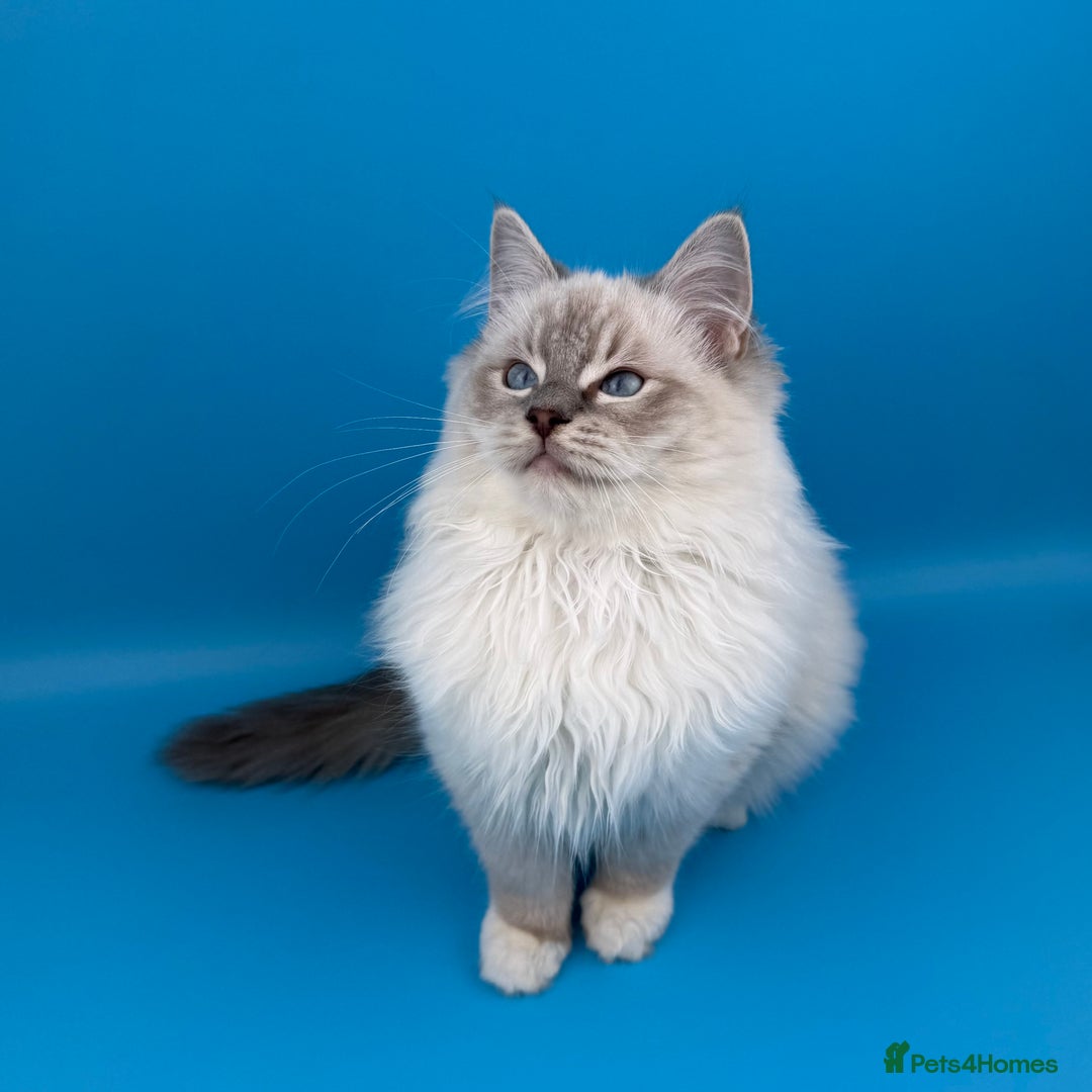 Ragdoll cats for sale: 💙 STUNNING GCCF GRCH SIRED RAGDOLL KITTENS 💙 - Advert 9