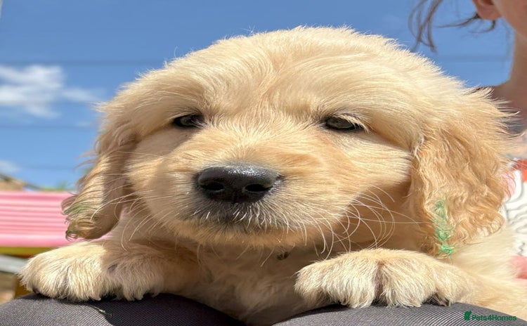 Golden Retriever dogs - Advert 1