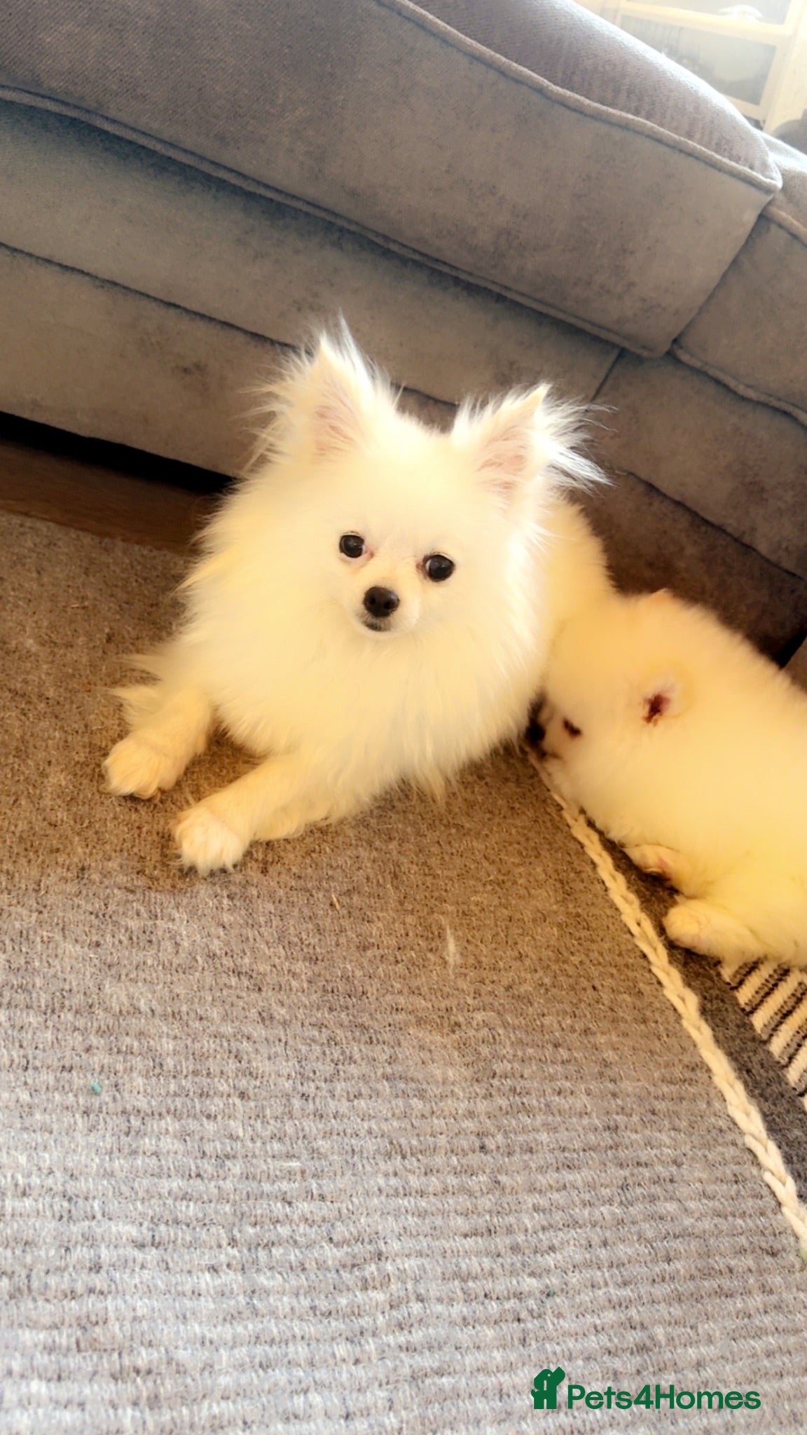 Pomeranian dogs Little Pomeranian puppies  - Advert 1