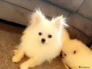 Pomeranian dogs Little Pomeranian puppies - Advert 5
