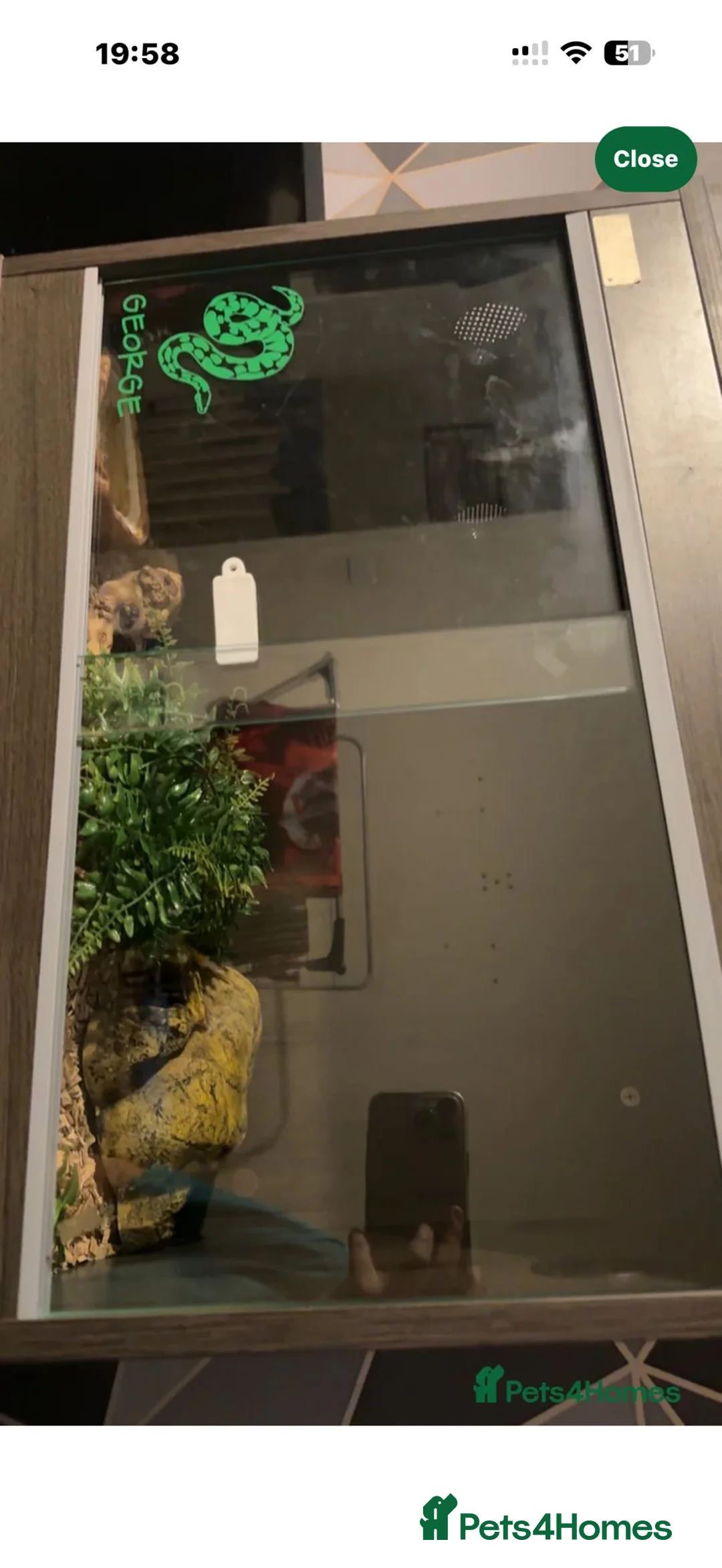 Corn Snake reptiles for sale: Male and female  - Advert 4