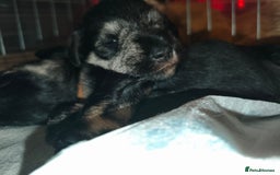 Miniature Schnauzer dogs for sale: Charming Mini Schnauzers with KC registration - Image 1