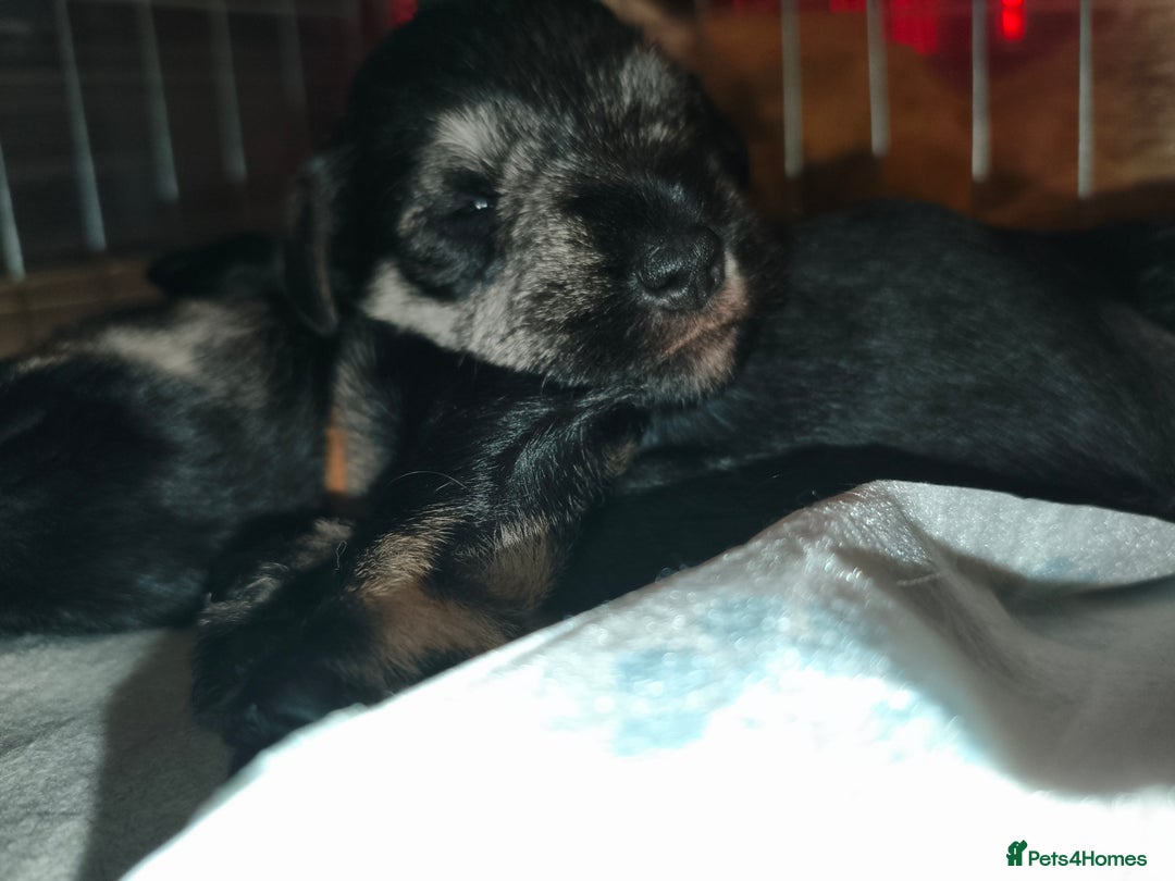 Miniature Schnauzer dogs for sale: Charming Mini Schnauzers with KC registration - Image 1