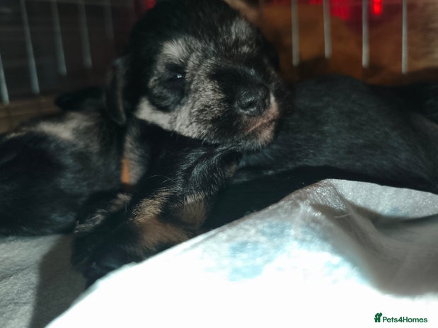 Miniature Schnauzer dogs - Advert 1