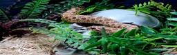 Snake reptiles for sale: Western Hognose Snake in Manchester - Advert 2