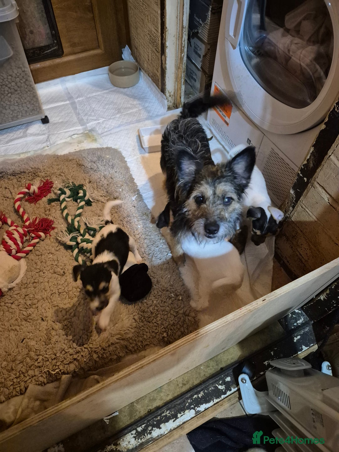 Jack Russell dogs for sale: Jack Russell boys ready now  **  - Advert 2