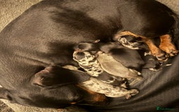 Miniature Dachshund dogs for sale: 🌟ONE LEFT🌟 Beautiful mini Dachshund puppies 🥰 - Image 1