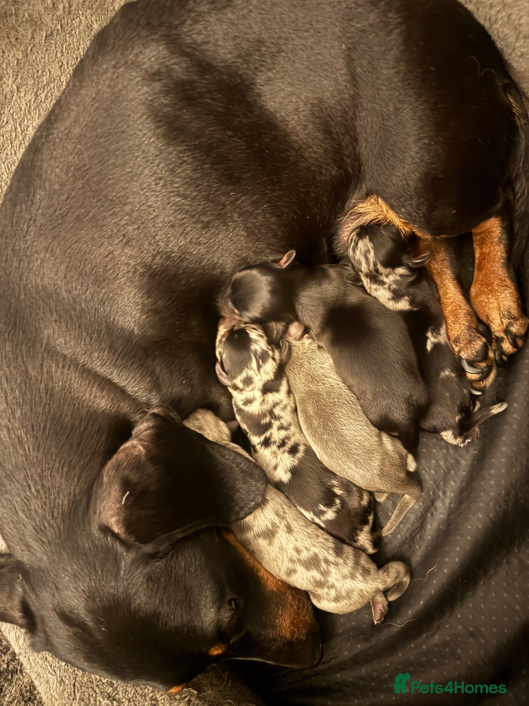 Miniature Dachshund dogs for sale: 🌟ONE LEFT🌟 Beautiful mini Dachshund puppies 🥰 - Image 1