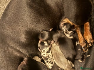 Miniature Dachshund dogs - Advert 8