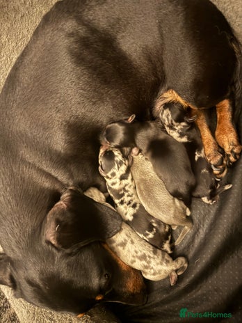 Miniature Dachshund dogs - Advert 8