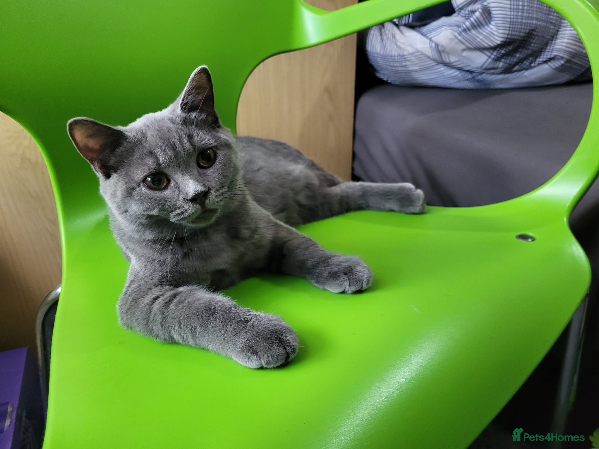 British Shorthair cats British short hair kitten  - Advert 1