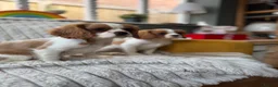 Cavalier King Charles Spaniel dogs for sale: 2 Blenheim cavalier King Charles spaniel boys  - Advert 23