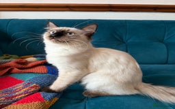 Ragdoll cats for sale: Ragdoll kittens for sale  - Image 30