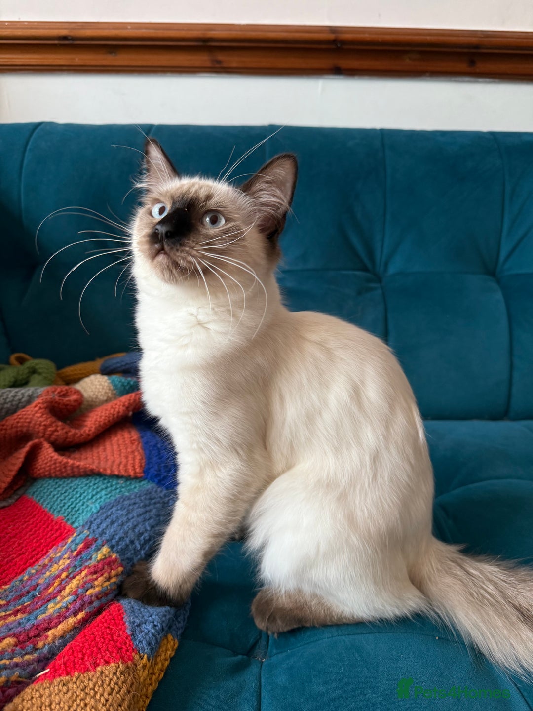 Ragdoll cats for sale: Ragdoll kittens for sale  - Image 30