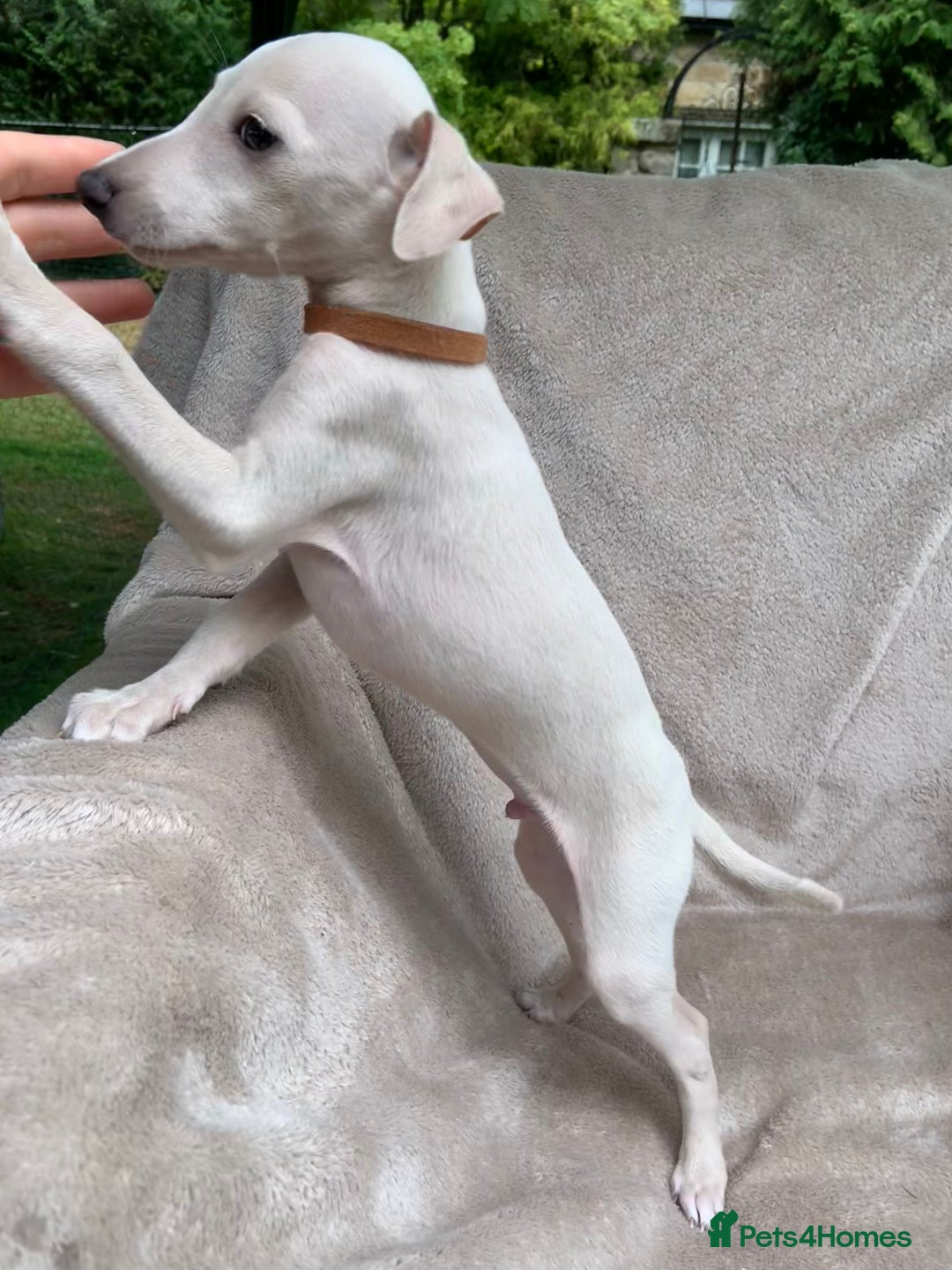 Italian Greyhound dogs for sale: Italian greyhound puppies KC reg European Lineage in Leeds - Image 35
