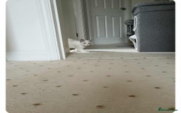 Ragdoll cats for sale: Kitten Ragdoll bicolor 1 boy. - Image 4