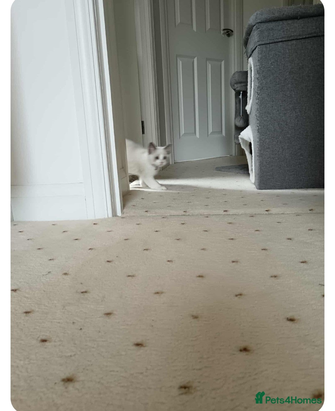 Ragdoll cats for sale: Kitten Ragdoll bicolor 1 boy. - Image 4