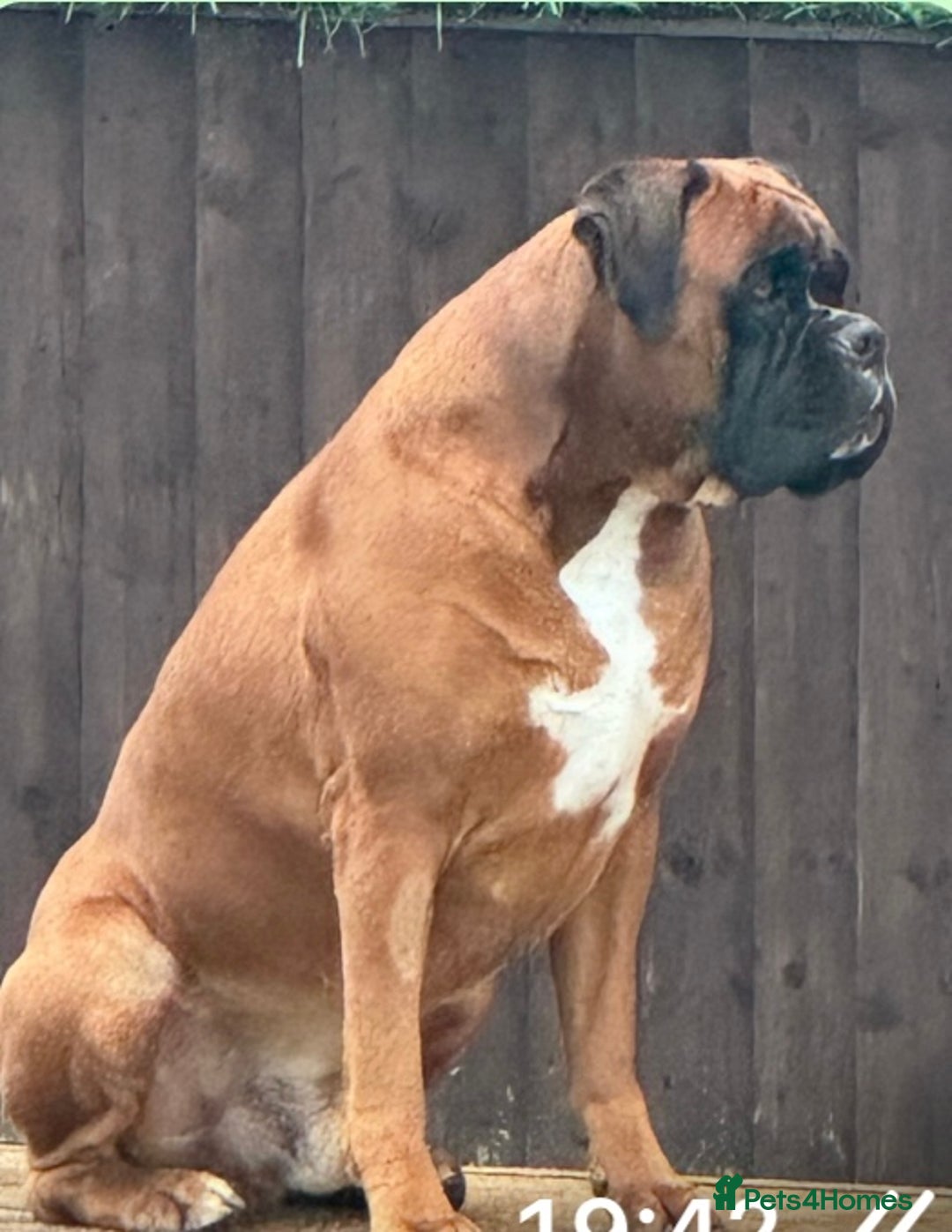 Boxer dogs for stud: Health tested Bobtail for stud - Image 4