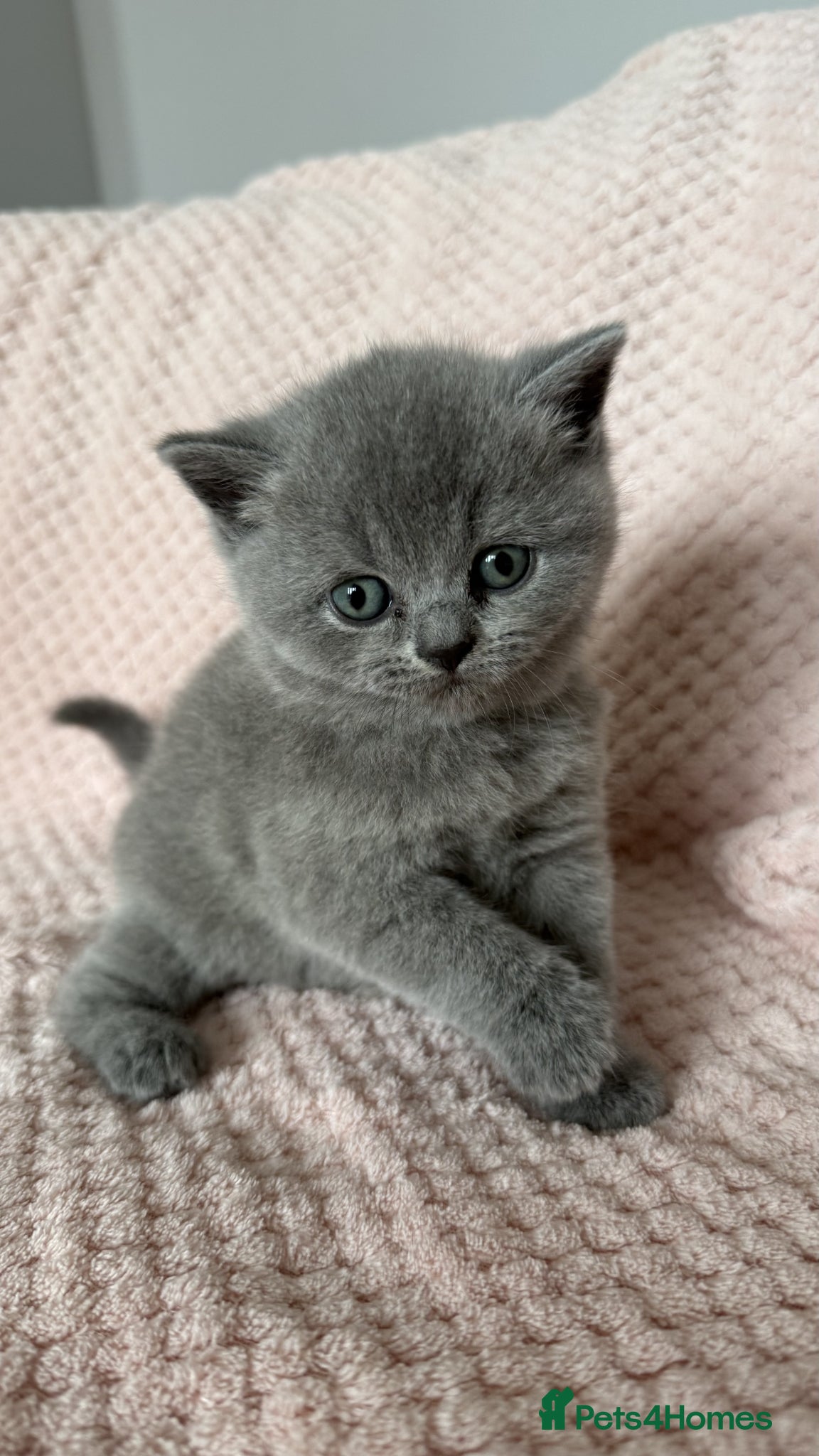 British Shorthair cats for sale: Gorgeous GCCF Reg British Blue Shorthair Kittens - Advert 1