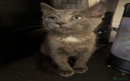 Bengal cats for sale: Beautiful Bengal x British short hair kittens! - Image 7