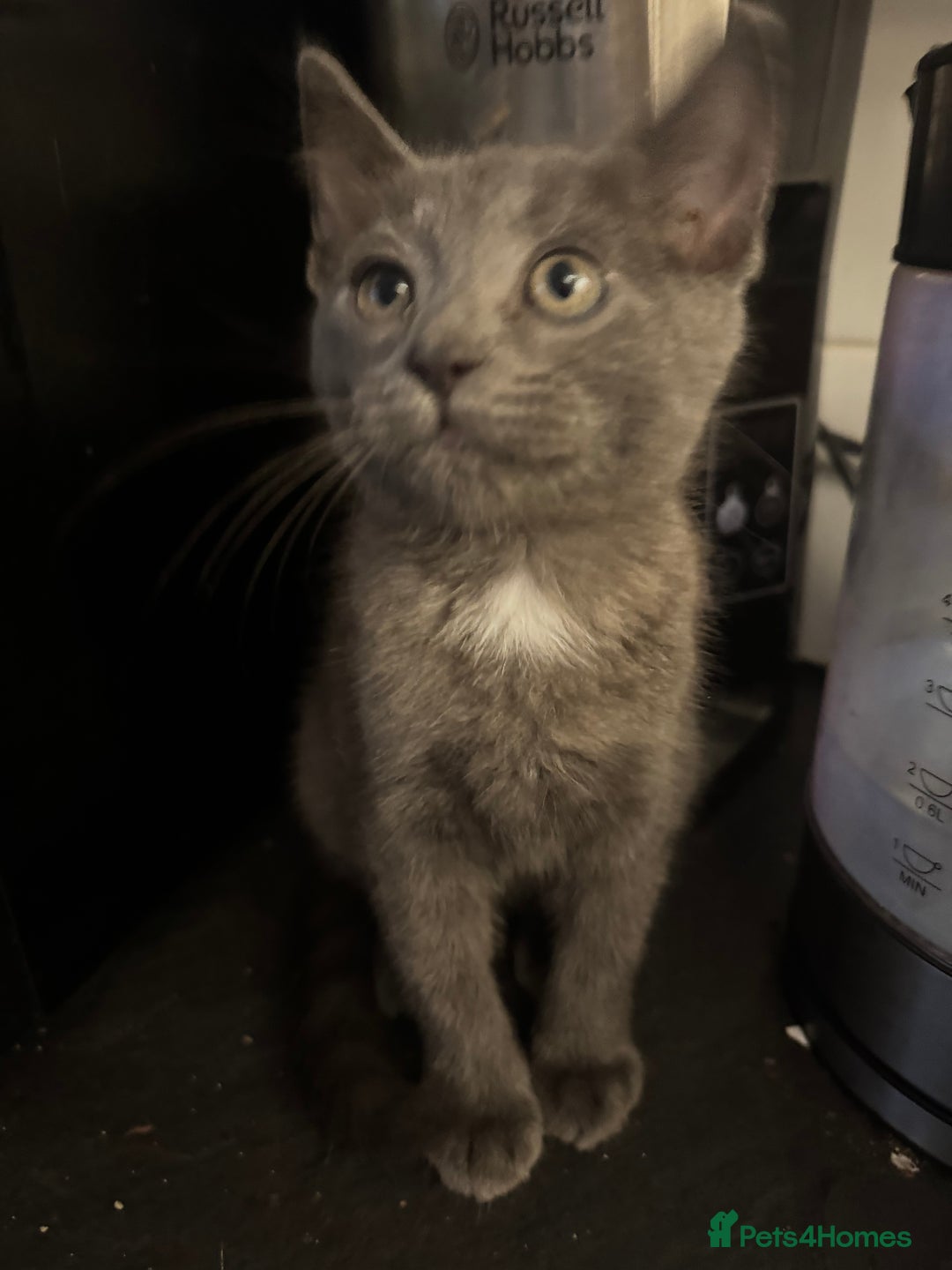Bengal cats for sale: Beautiful Bengal x British short hair kittens! - Image 7