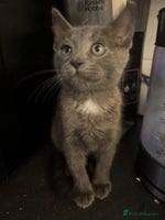 Bengal cats - Advert 8